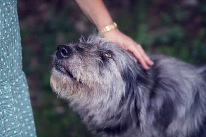 cão cinzento com uma festinha