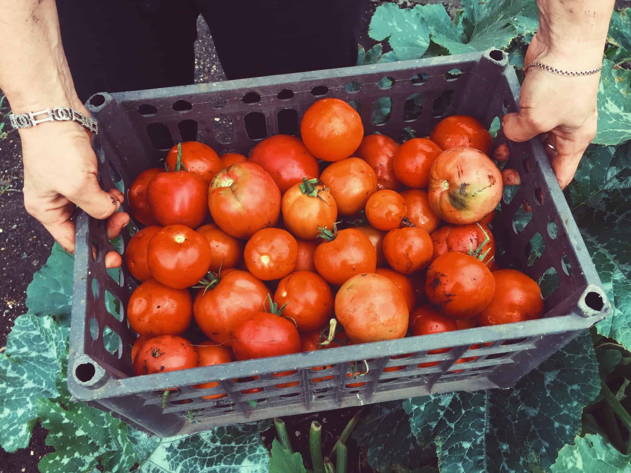 cesta de tomates num ambiente agrícola