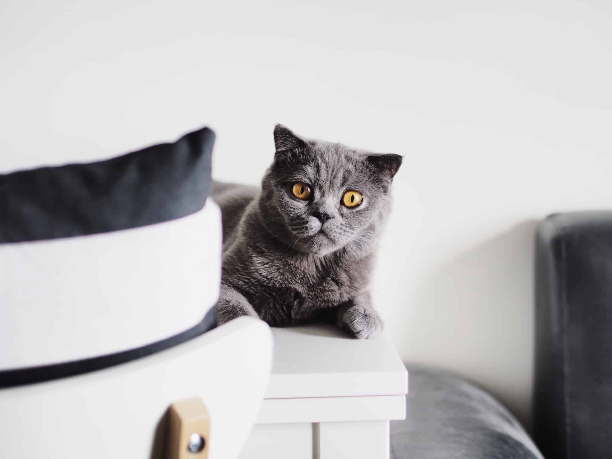 Gato cinzento deitado