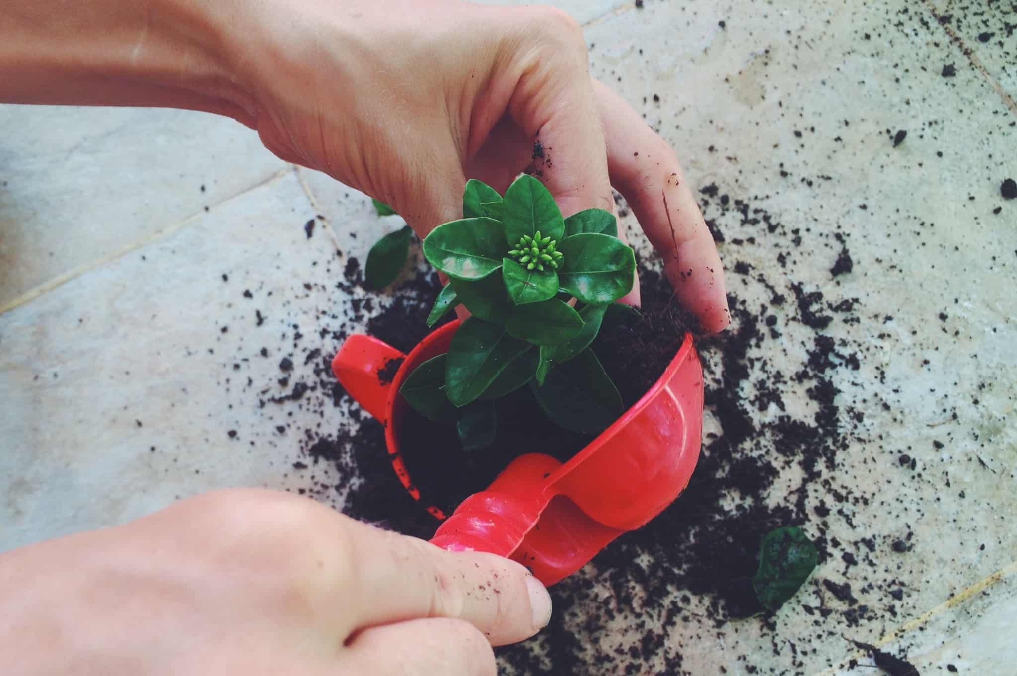 pegada ecologica_planta