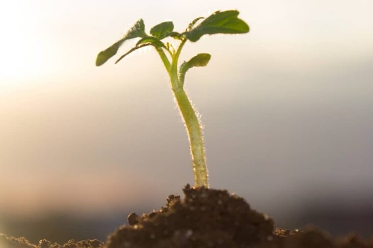 rebento de planta sobre moedas