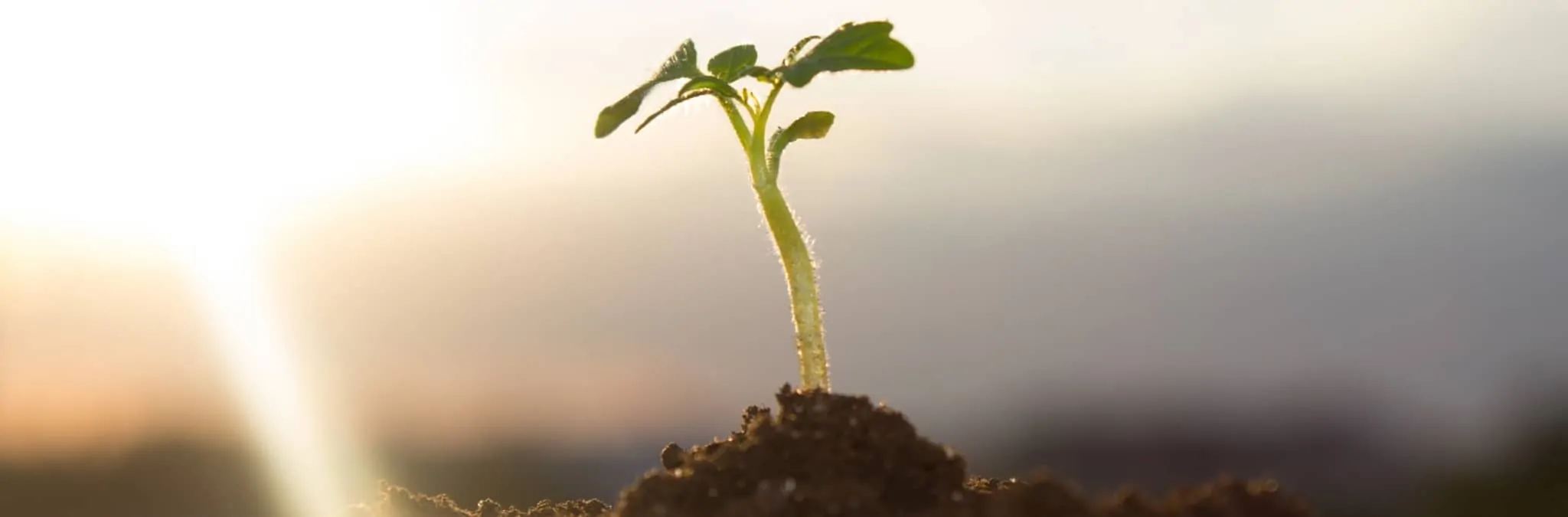 rebento de planta sobre moedas