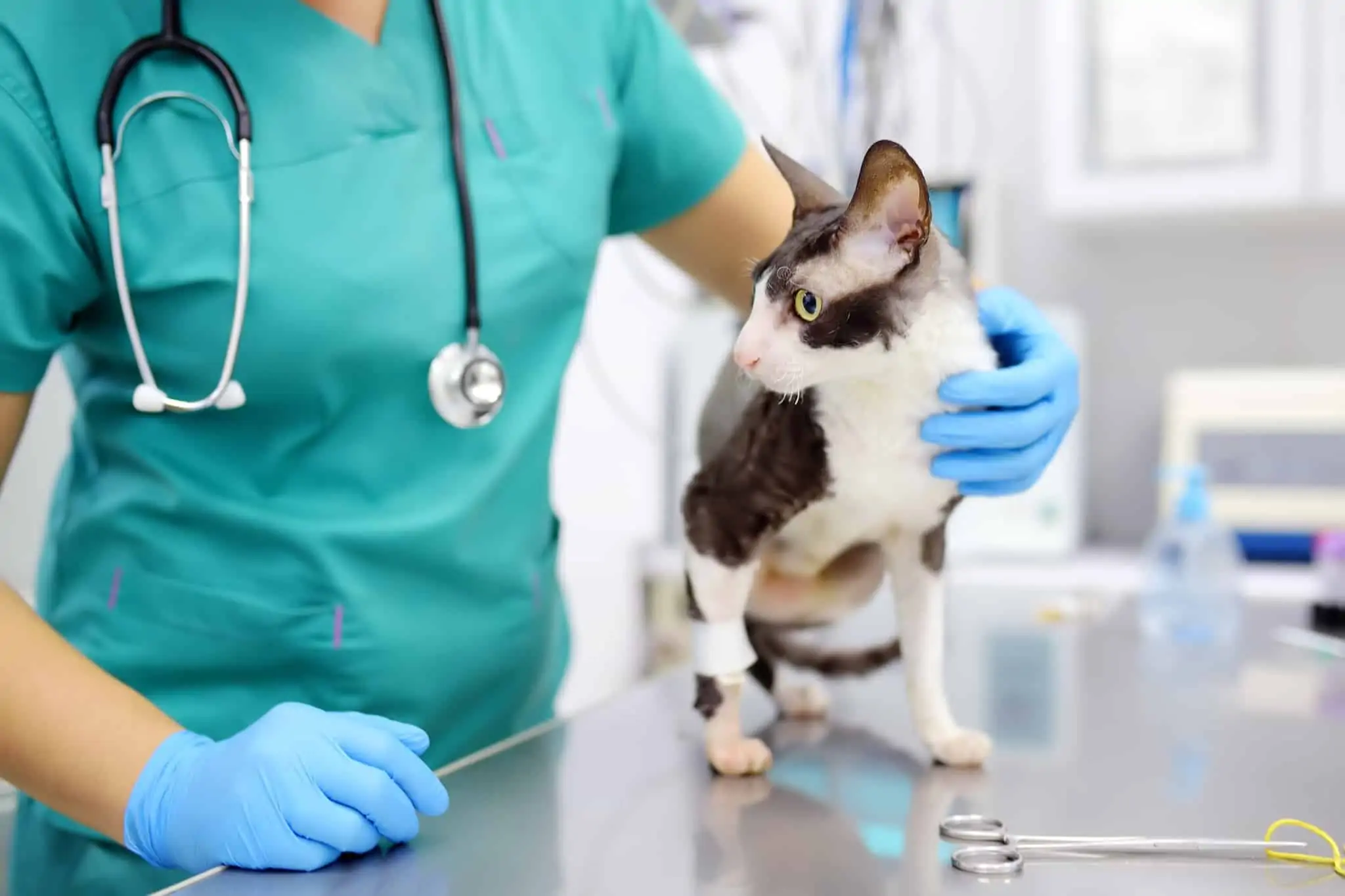 IRS e os animais: as despesas que podem ser incluídas e os benefícios fiscais gato no veterinário