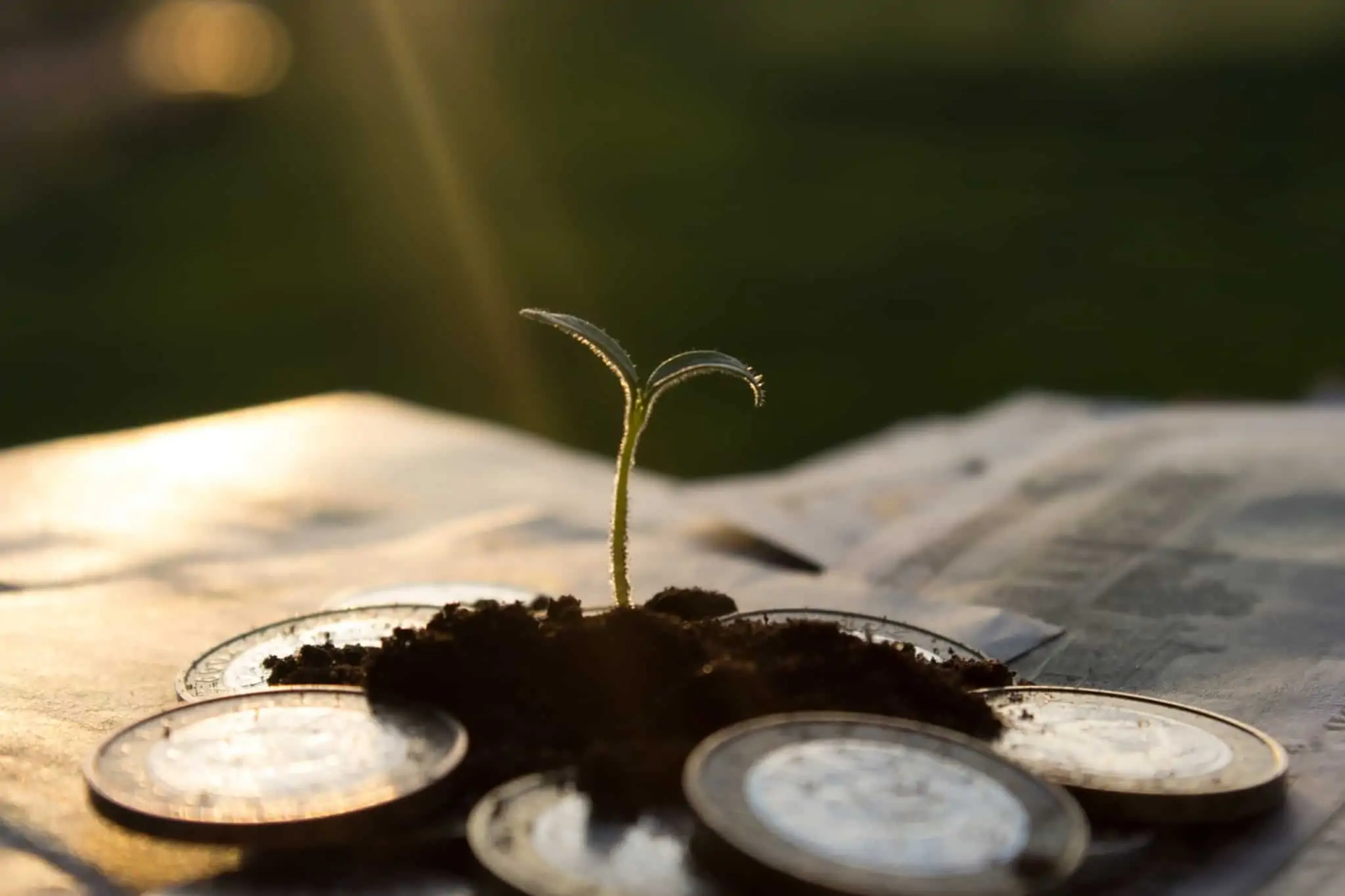 moedas envoltas em terra e uma planta a nascer ao centro
