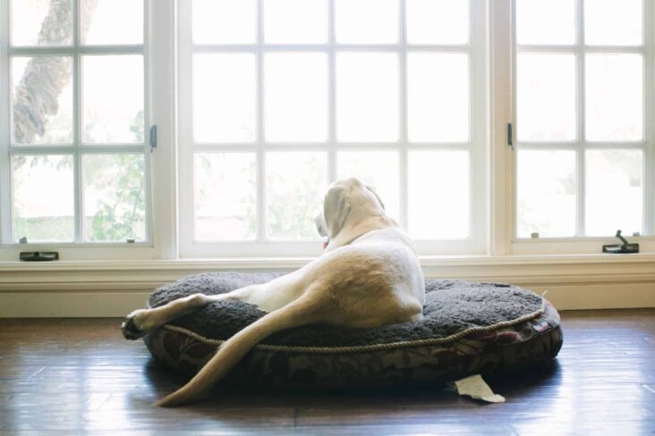 Cão deitado na cama a olhar para a janela