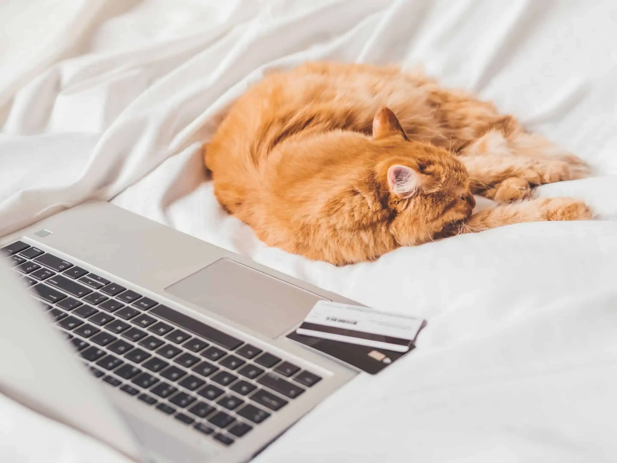 Débito direto: Como usar sem perder o controlo das contas? Gato a dormir na cama em frente ao portátil a evocar gestão do débito direto