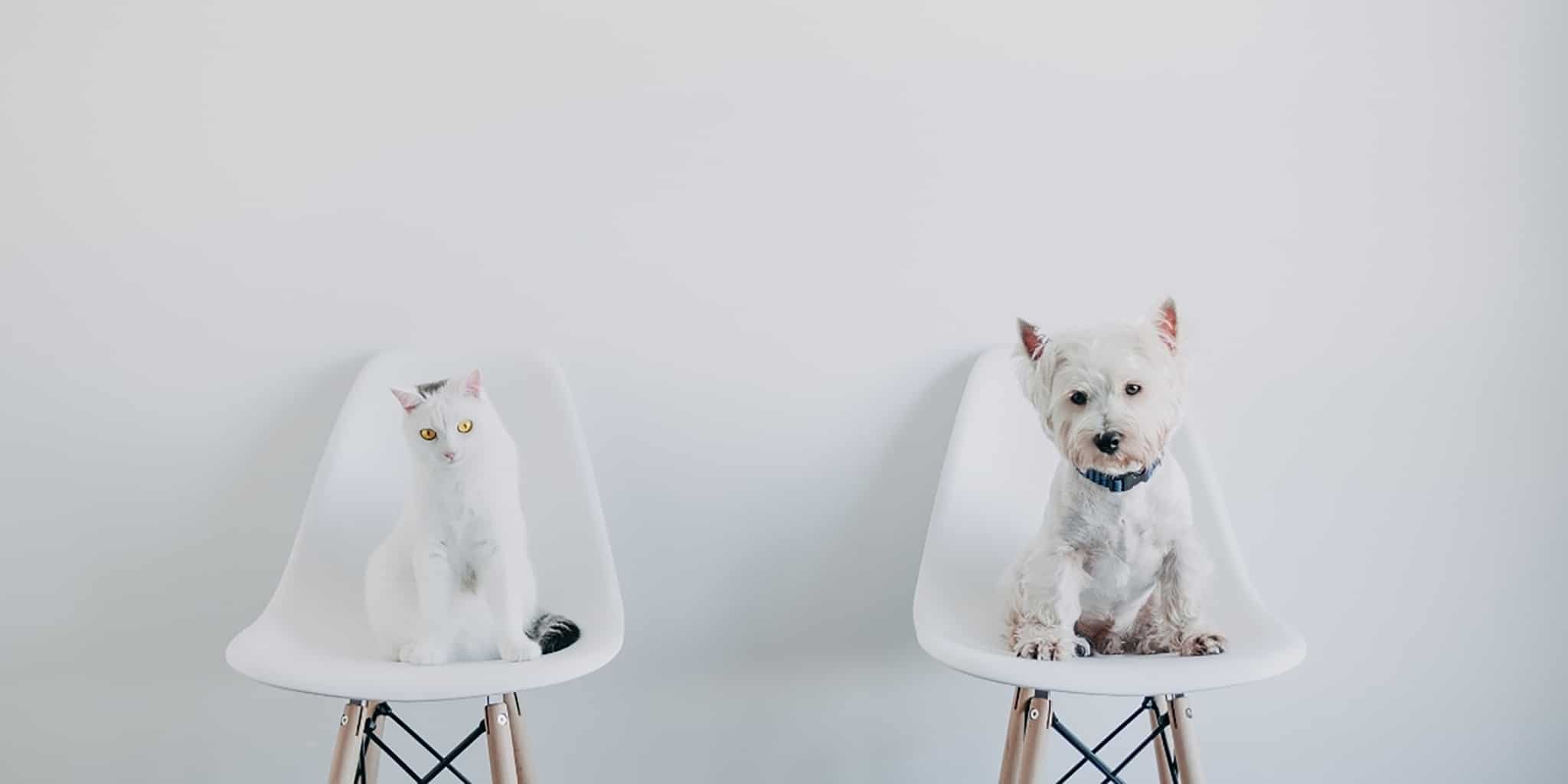 Duas cadeiras brancas afastadas com um gato sentado numa e um cão sentado noutra
