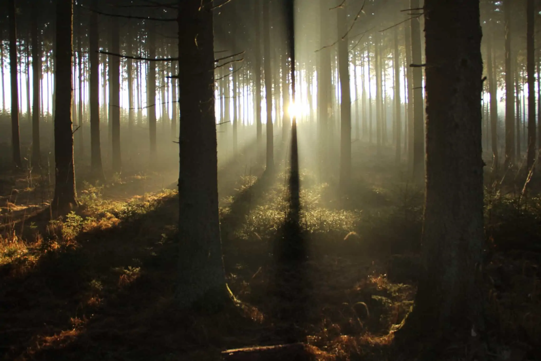 Serviços do ecossistema: O que são e para que servem? imahem de uma floresta, com um denso conjunto de árvores, trespassadas por raios de sol, ao entardecer.