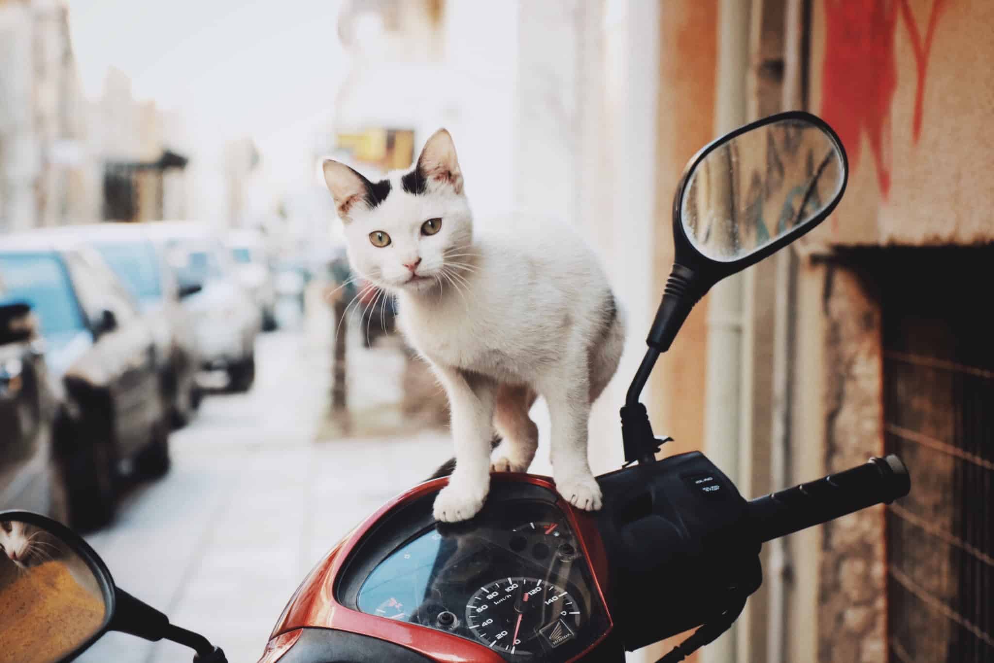 pequeno gato branco em cuma do volante de uma mota, uma scooter, ideal para curtas deslocações em cidade