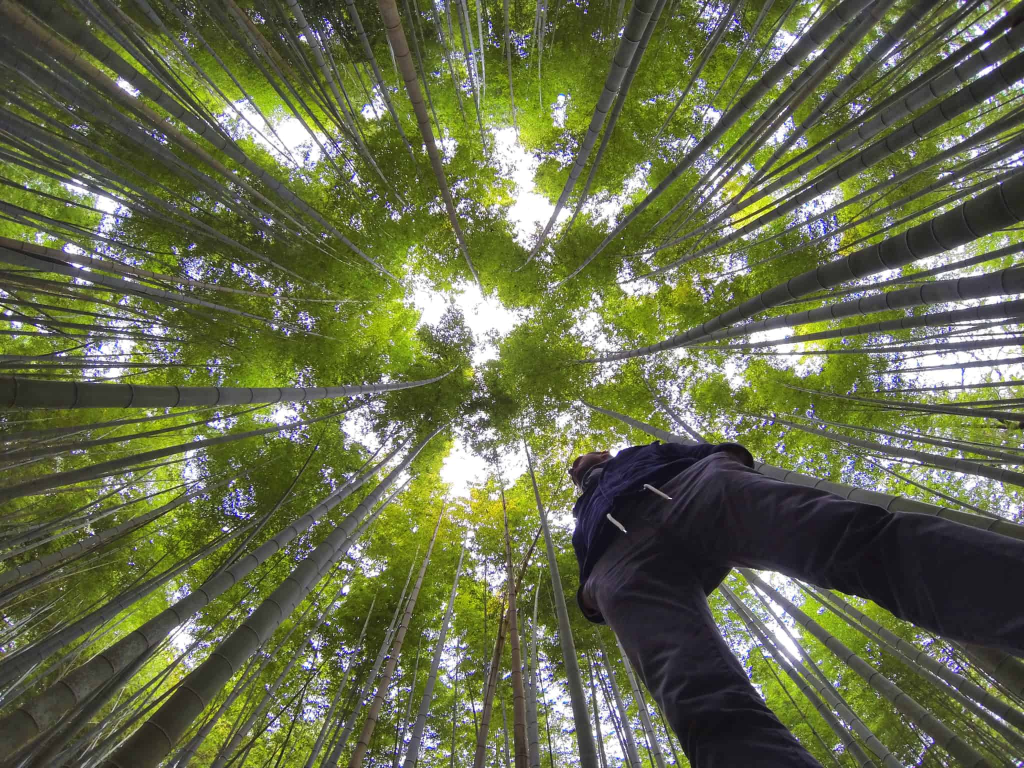 jovem rapaz no meio na natureza, contempla a floresta densa e alta