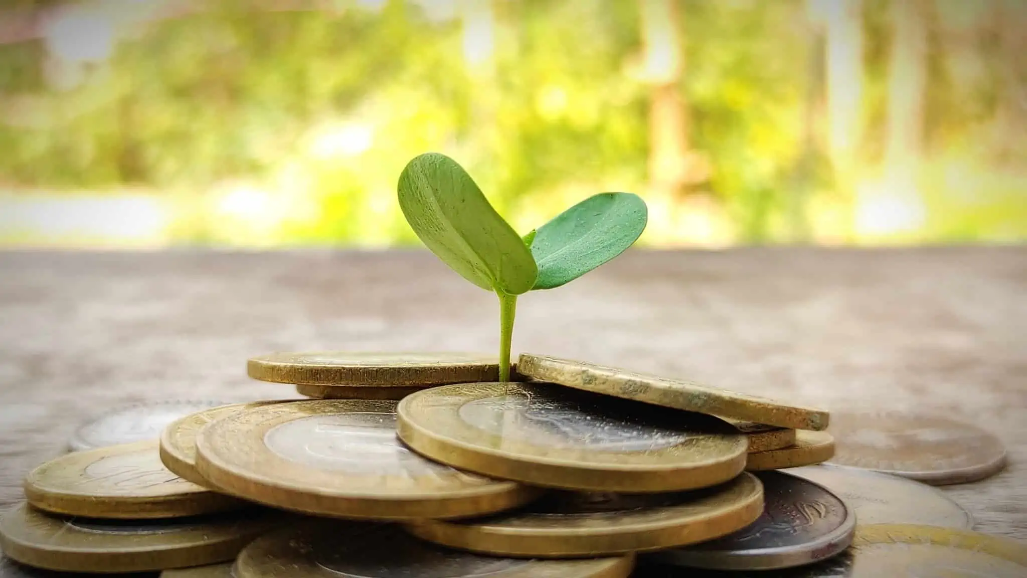 FEFSS: Como funciona este apoio aos pagamentos da Segurança social? produção fotográfica com pilha de moedas de euro com um pé de uma planta a brotar entre elas ilustra um fundo da Segurança Social