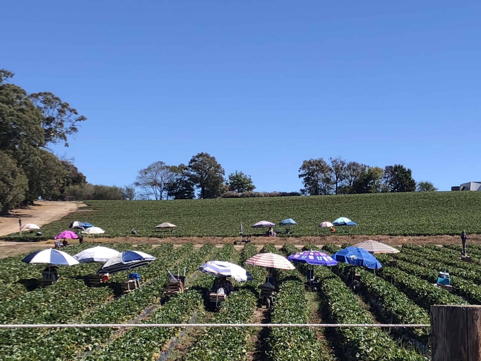 É trabalhador sazonal? Saiba como proceder e quais são os seus direitos trabalhadores sazonais protegidos do sol por chapeus de praia , enquanto apanham morangos