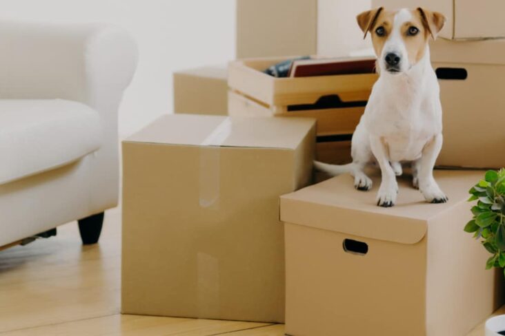 caixotes de mudanças de casa