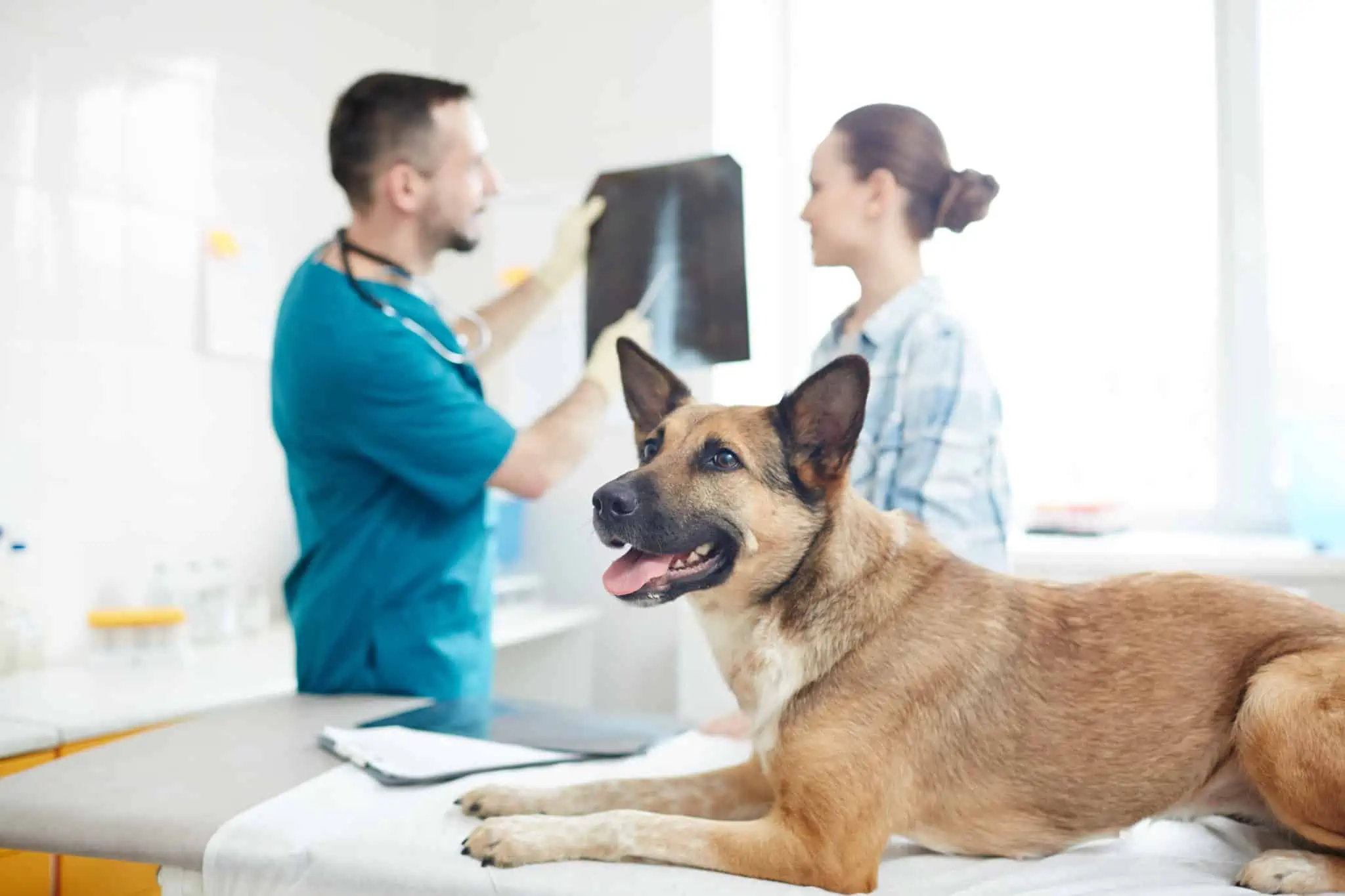 Seguro de animais domésticos: O que ter em conta antes de contratar cão , de grande porte e castanho, descansa na marquesa, do veterinário que mostra à sua dona o raio x, numa despesa coberta pelo seguro para animais domésticos