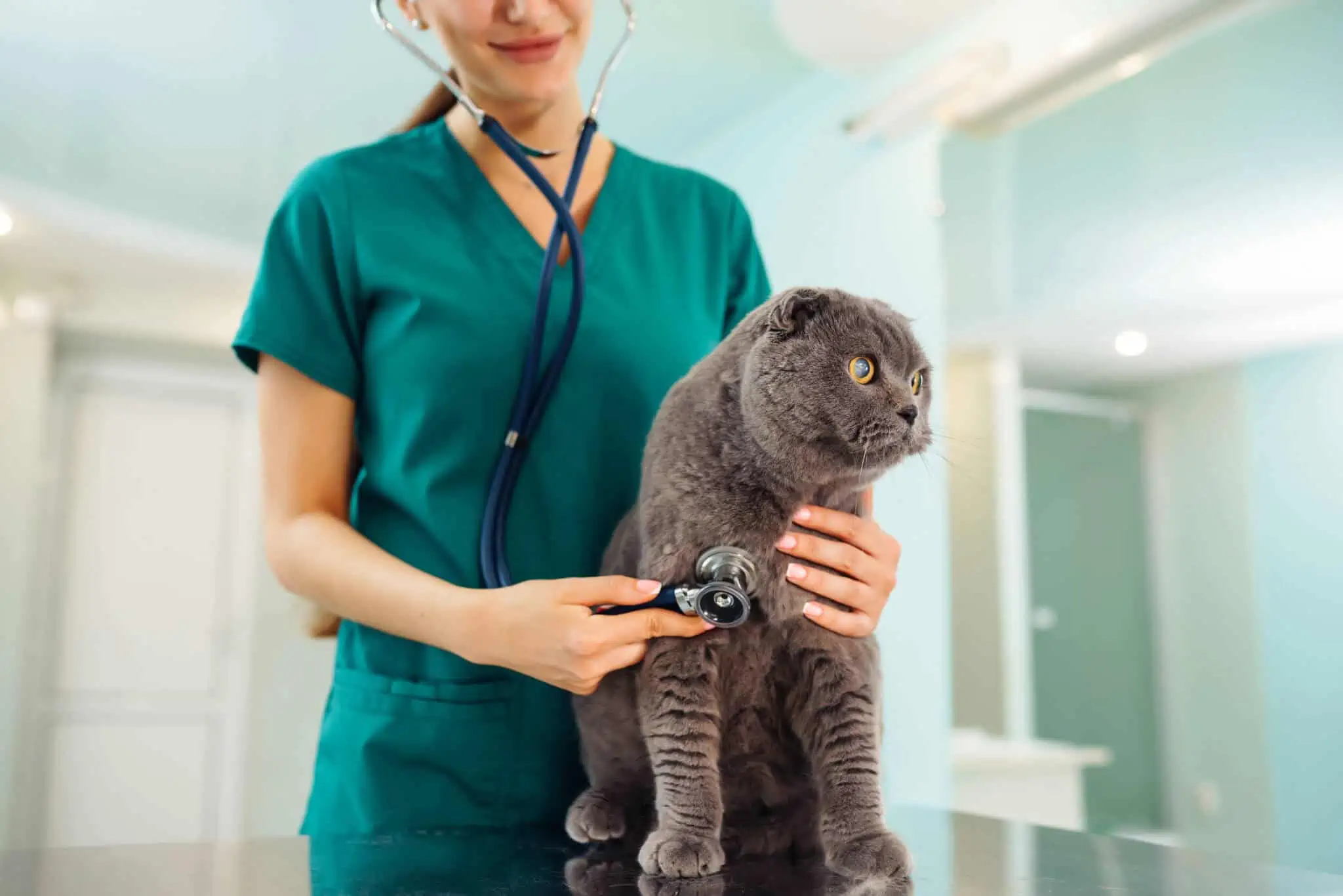 Por que devo ter poupanças a pensar nos meus animais de estimação? jovem médica veterinária osculta um gato prsa cinzento, numa das despesas com animais de estimação que podem ser alvo de poupança