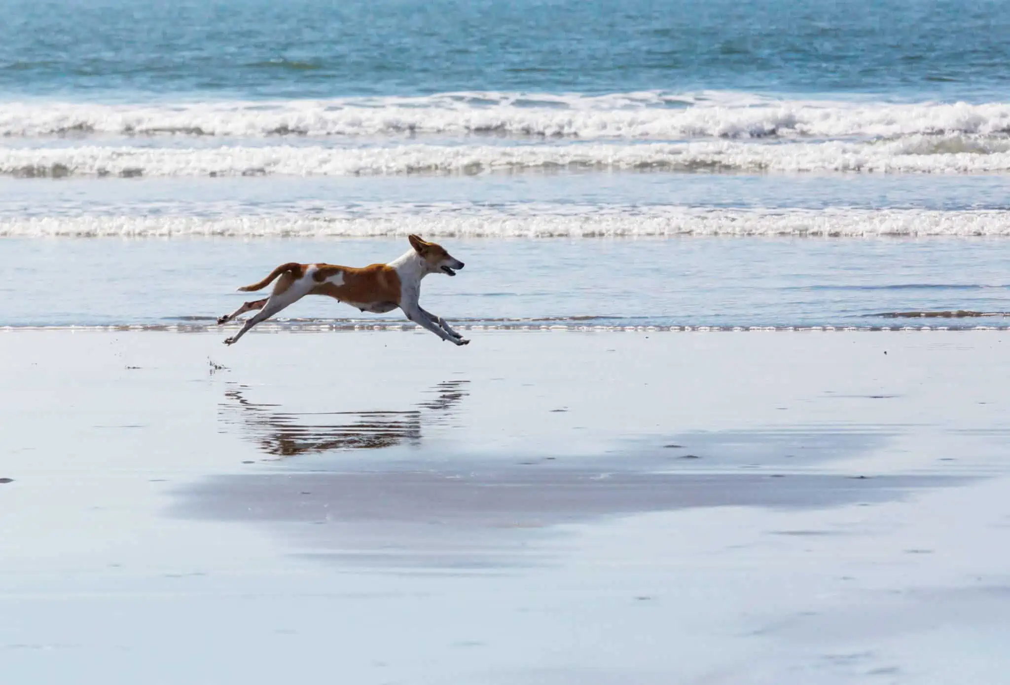 Restrições na praia: Sabe o que pode ou não fazer? cão corre veloz à beira mar , ilustrando as restrições na praia que a lei introduz