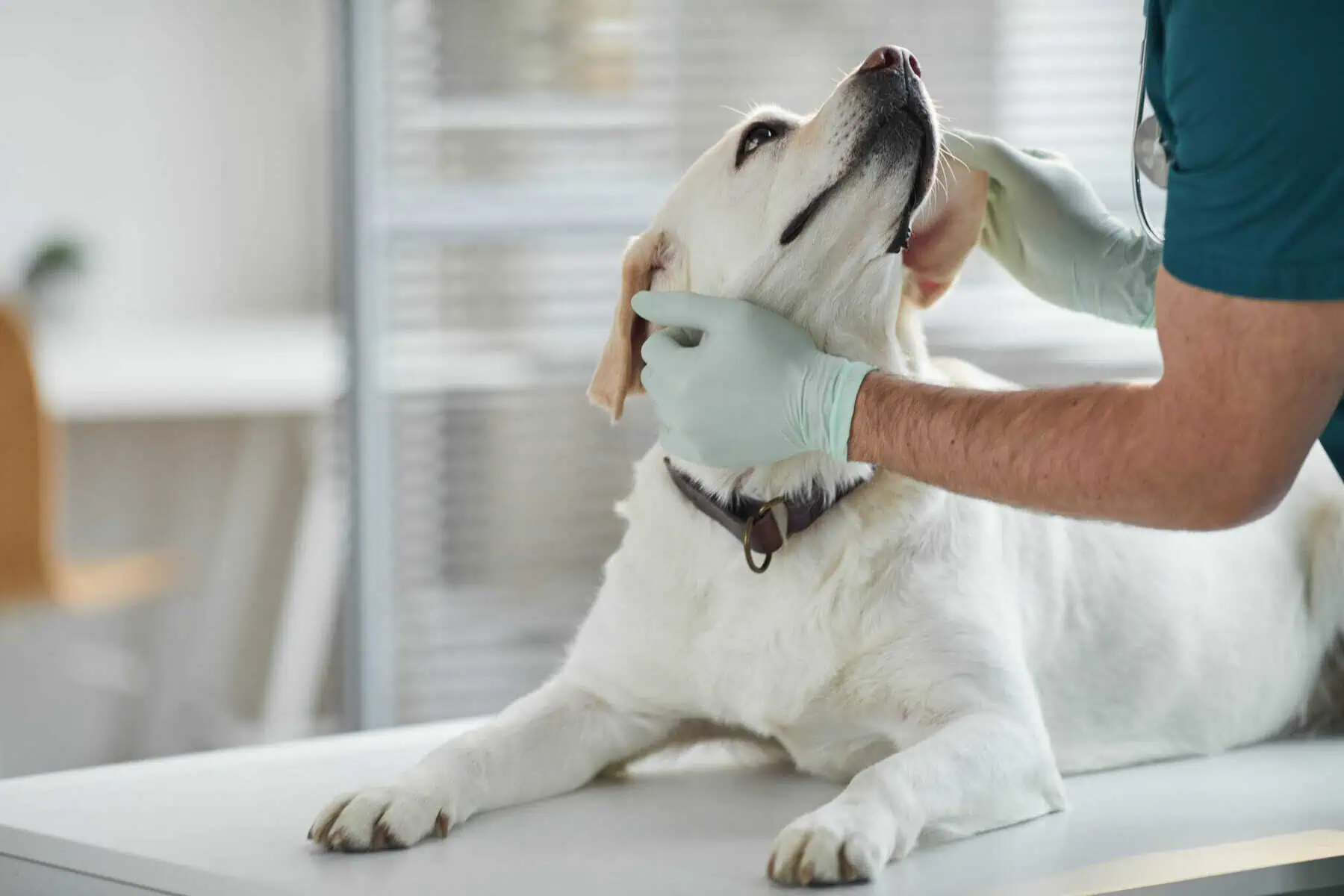 Seguro para animais: 3 dicas para escolher o seu Veterinário analisa um cão brando, que está deitado.