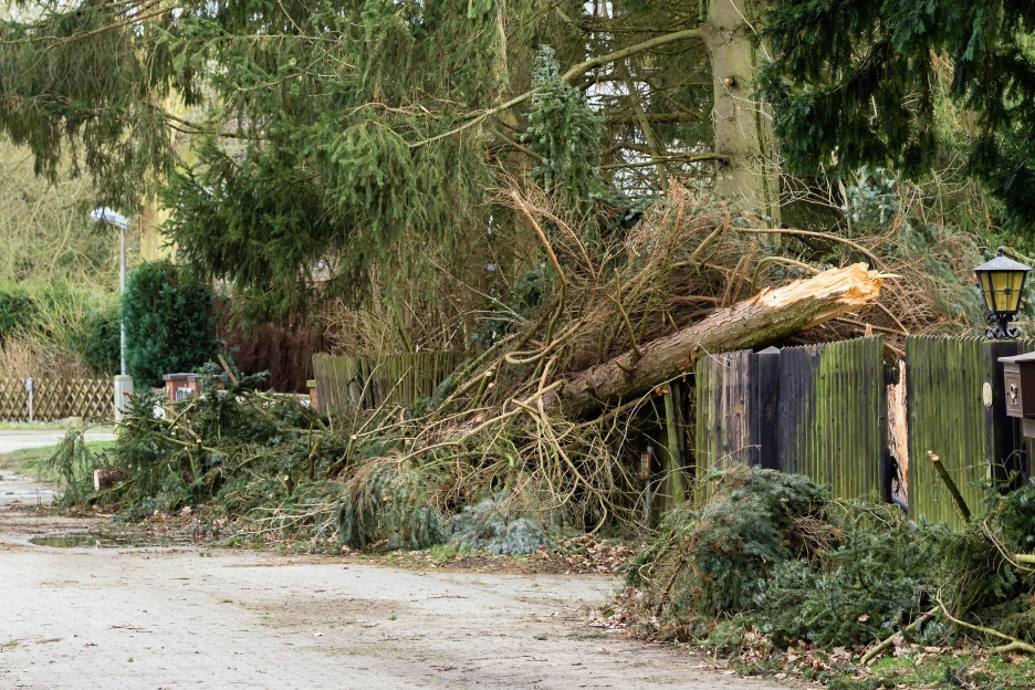 Imagem de uma árvore caída após uma tempestade devastadora