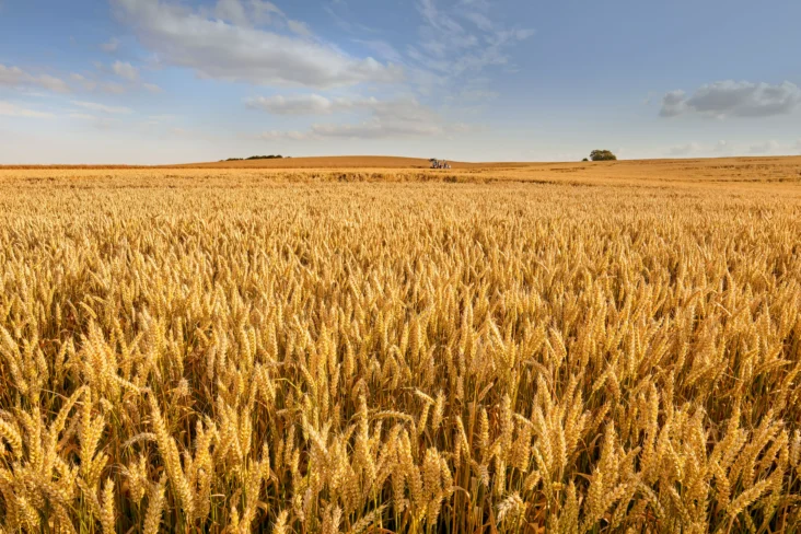 Campo de trigo